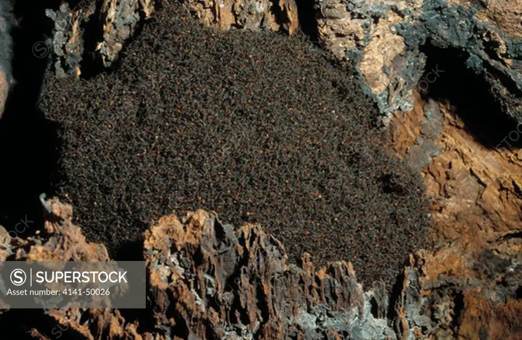 army ants, eciton sp., bivouac in hollow tree, costa rica. 