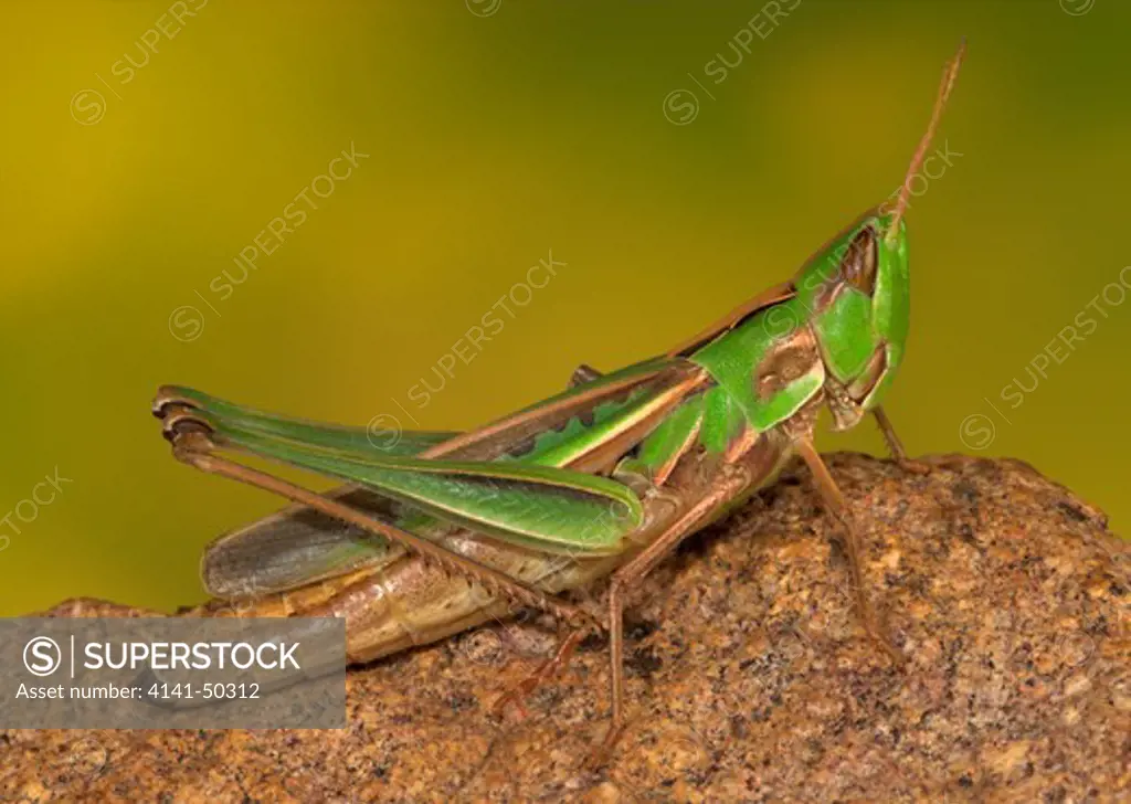 admirable grasshopper (syrbula admirabilis) aka handsome grasshopper ranges from the eastern usa west to arizona and in almost all of mexico date: 16.12.2008 ref: zb993_126351_0056 compulsory credit: nhpa/photoshot