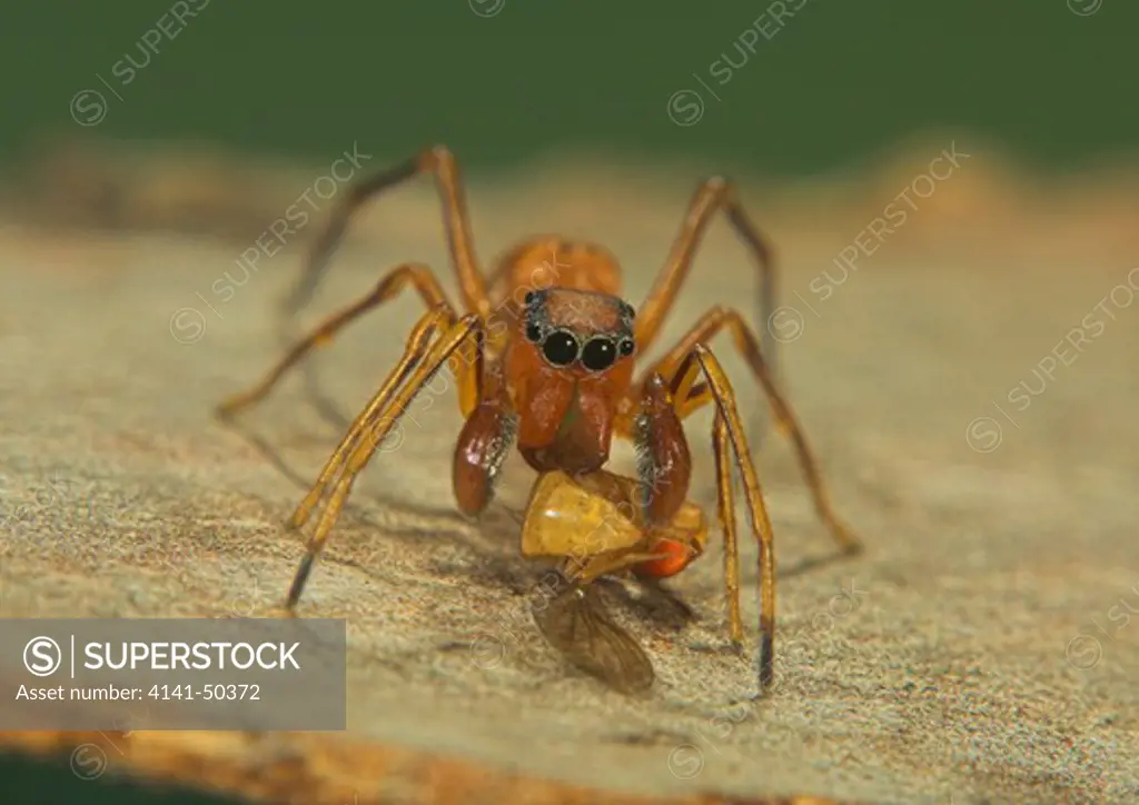 ant-mimic jumping spider (sarinda hentzi) here eating an insect seen in florida the species ranges in the eastern usa from new york to florida and west to kansas date: 16.12.2008 ref: zb993_126351_0116 compulsory credit: nhpa/photoshot