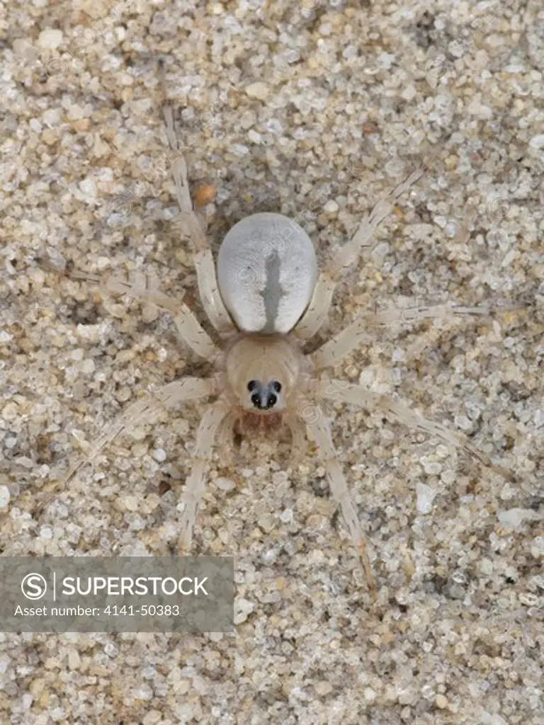 santa rosa wolf spider (arctosa sanctaerosae) female found on white-sand  beaches along the gulf of mexico in the florida panhandle, alabama and  mississippi, usa date: 16.12.2008 ref: zb993_126351_0127 compulsory credit:  nhpa/photoshot -