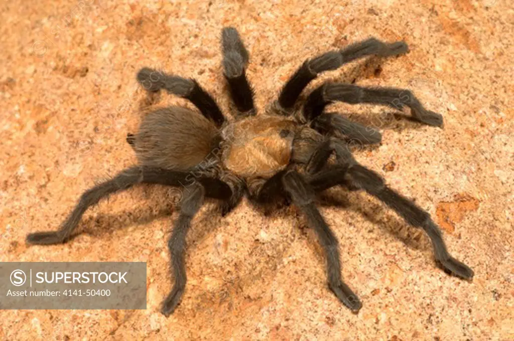 desert tarantula (aphonopelma hentzi) common in desert terrain of the southwestern usa this one crawling on a rock in southern arizona many seen crossing highways date: 16.12.2008 ref: zb993_126351_0144 compulsory credit: nhpa/photoshot