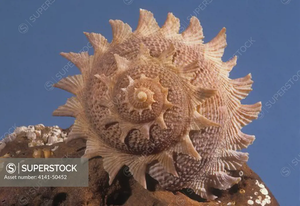 sunburst star turban astraea heliotropium found off new zealand in deep water uncommon 