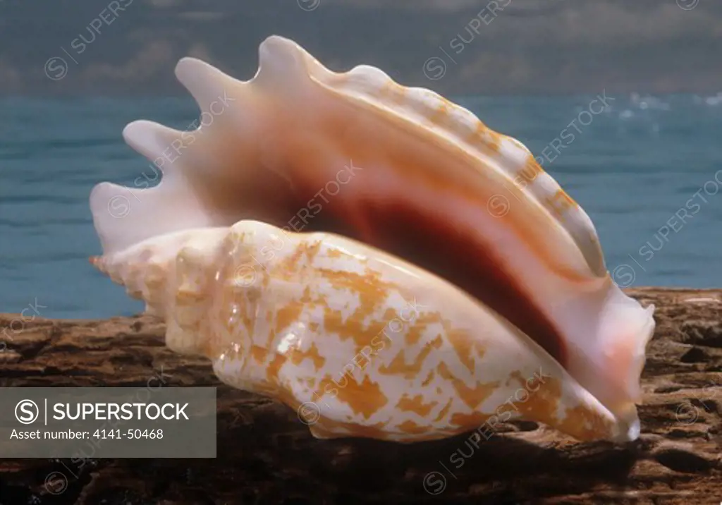 laciniate conch strombus (tricornis) sinuatus uncommon in the southwest pacific and philippines found on coral sand