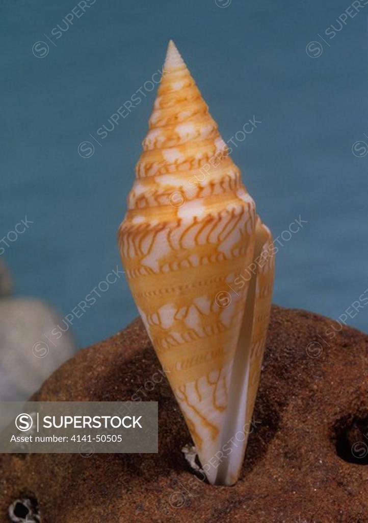 File:Perfect cone shape shell.jpg - Wikipedia