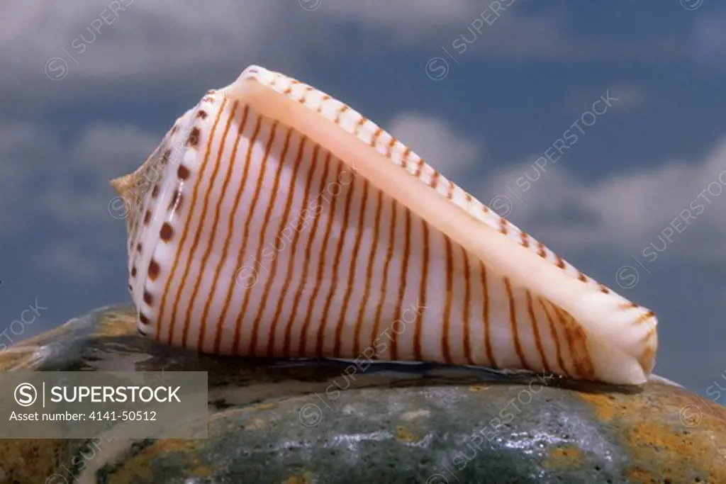 hirase's cone shell conus (endemoconus) hirasei ranges in deep water from japan south to taiwan rare