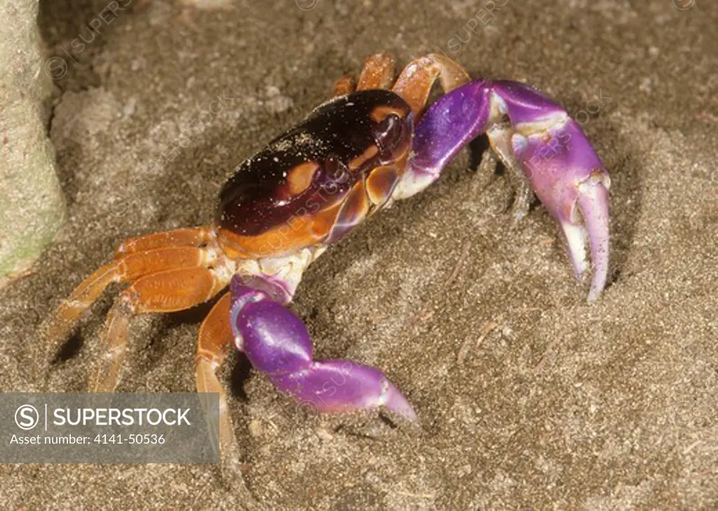 black-backed land crab on beach gecarcinus ruricola (has equal-sized front claws) range: caribbean to venezuela, west indies this one in costa rica