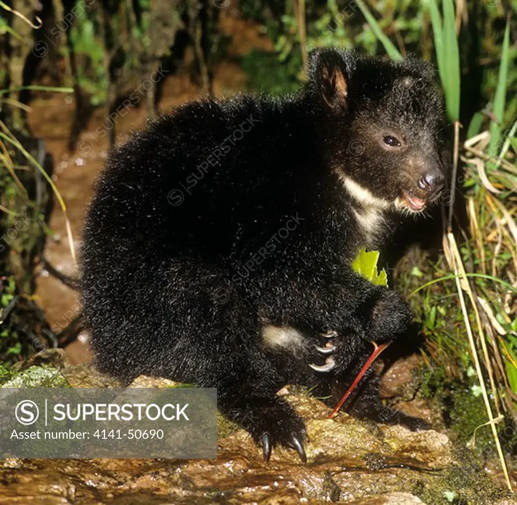 young 'dingiso' tree kangaroo (dendrolagus mbaiso) first discovered in 1994. sudirman mountains, lorentz national park, papua/irian jaya, new guinea, indonesia.