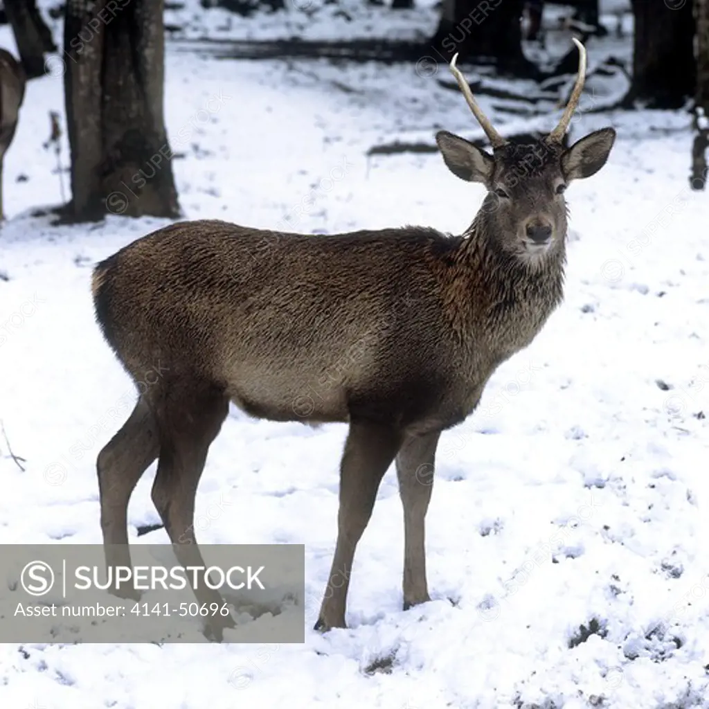 kashmir stag/hangul (cervus elaphus hanglu), dachigam national park, kashmir, n.w.india. a subspecies of red deer