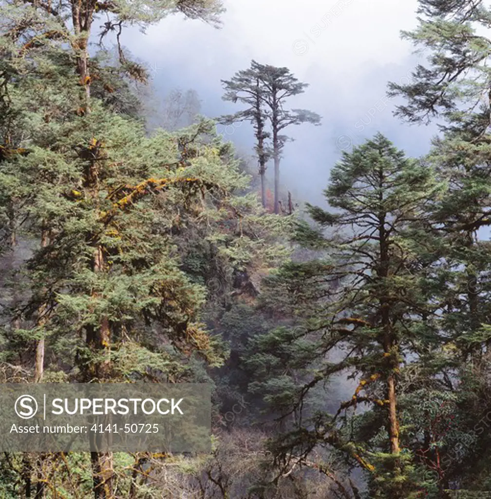 himalayan fir forest, dochu la pass (3116m), bhutan.