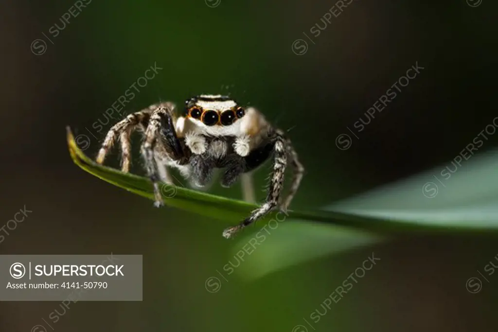 pantropical jumping spider (plexippus paykulli) cu