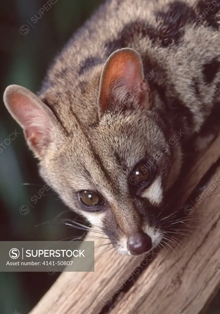 large spotted genet (genetta tigrina) head detail.