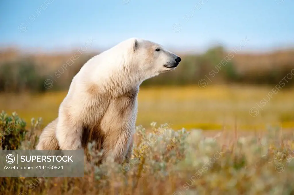 Polar Bear (Ursus Maritimus) In Tundra Vegetation In Evening Light. Shores Of Hudson Bay, Canada In Late September.