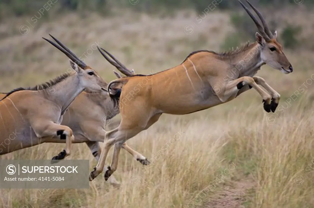 eland jumping, taurotragus oryx; maasai fmara, kenya