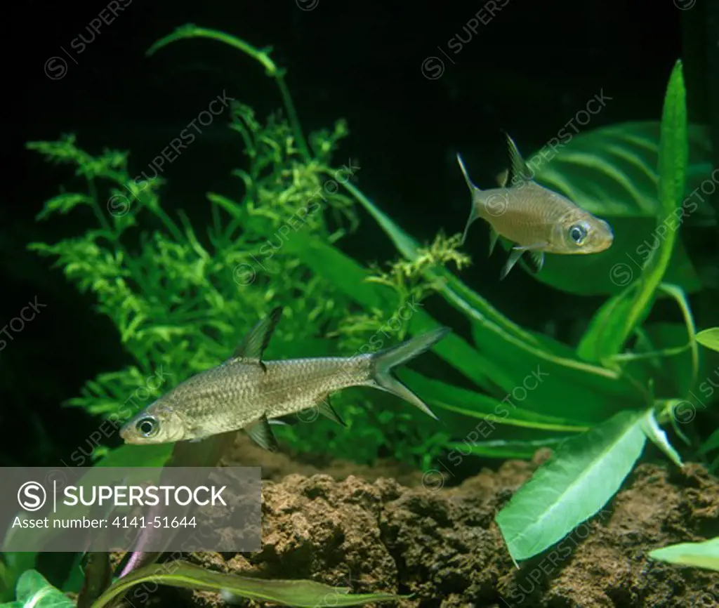 Bala Shark, Balantiocheilus Melanopterus, Aquarium Fishes