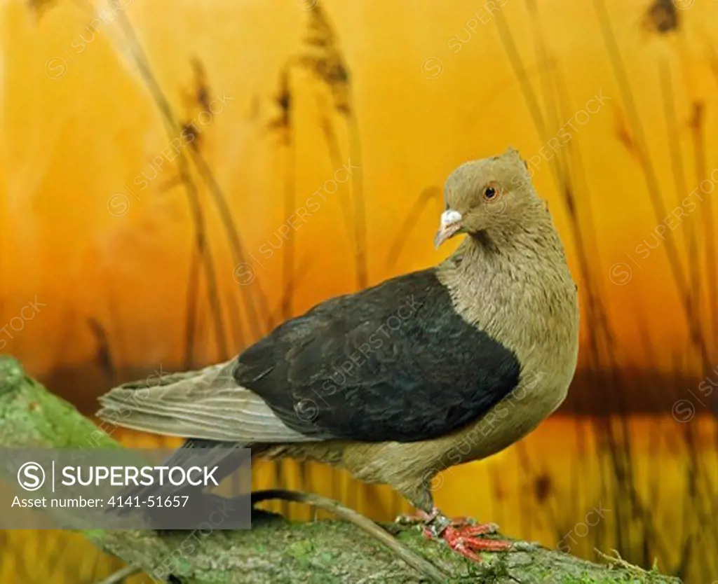 Archangel Domestic Pigeon, With Sunset