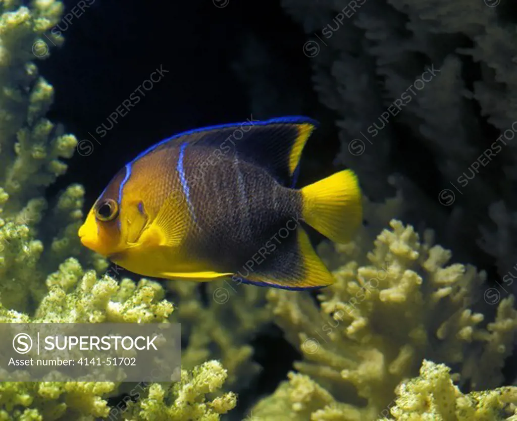 Blue Angelfish Holacanthus Isabelita