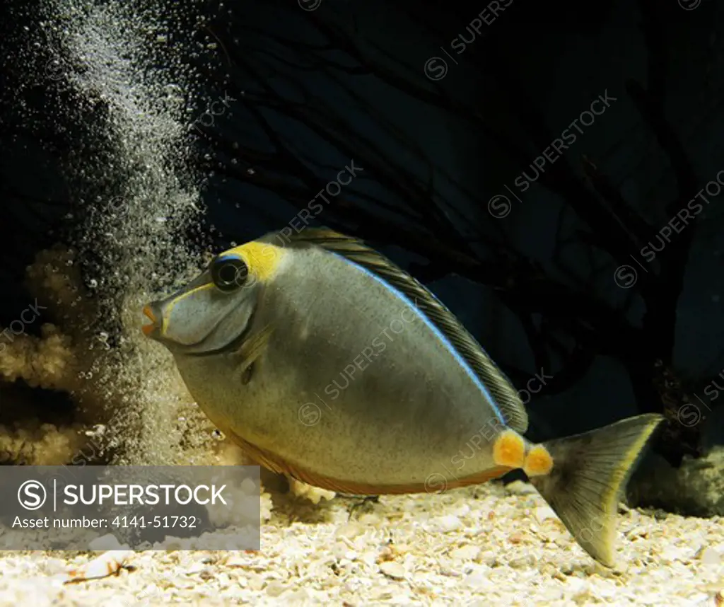 Naso Tang, Naso Lituratus, Adult