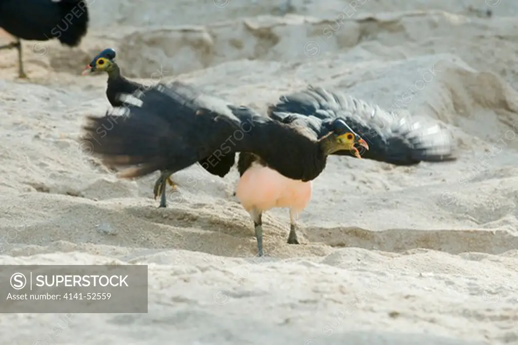 Maleo (Macrocephalon Maleo) Megapode Bird Endemic To Sulawesi, Indonesia, Male Defending Territory On Communal Nesting Ground, Endangered