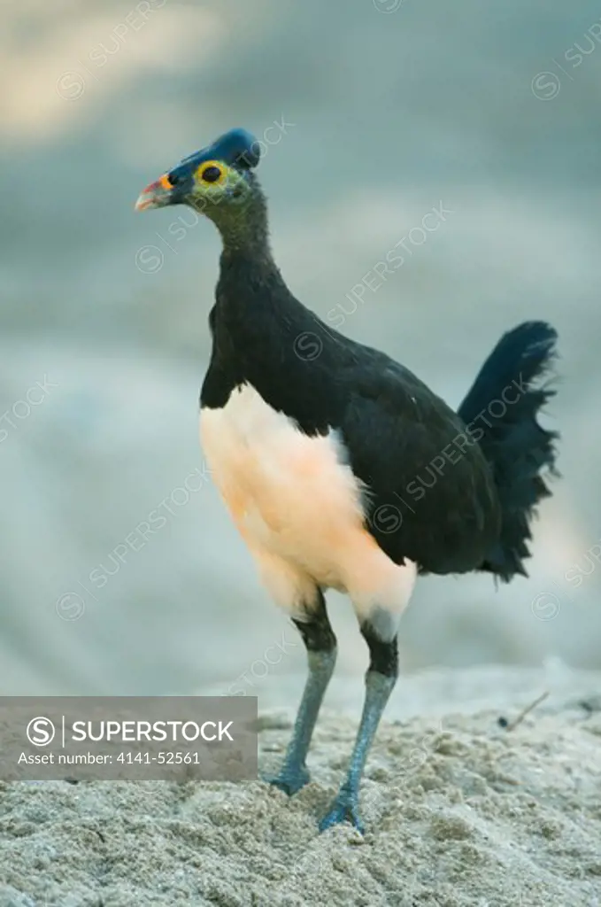 Maleo (Macrocephalon Maleo) Megapode, Bird Endemic To Sulawesi, Indonesia, Lays Eggs To Be Incubated By Hot Sand. Endangered