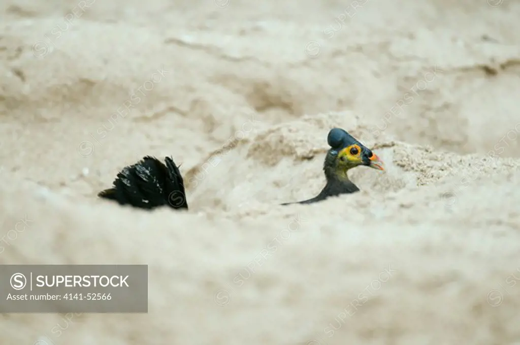 Maleo (Macrocephalon Maleo) Megapode, Bird Endemic To Sulawesi, Indonesia, Lays Eggs To Be Incubated By Hot Sand. Endangered