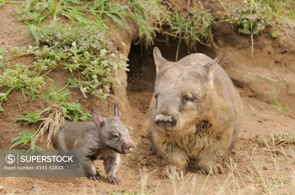 Southern Hairy-Nosed Wombat  Lasiorhinus Latifrons  Adult And Baby At Burrow Entrance  Captive  Photographed In Queensland, Australia