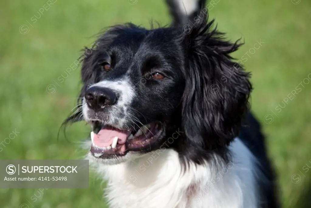 Collie spaniel best sale