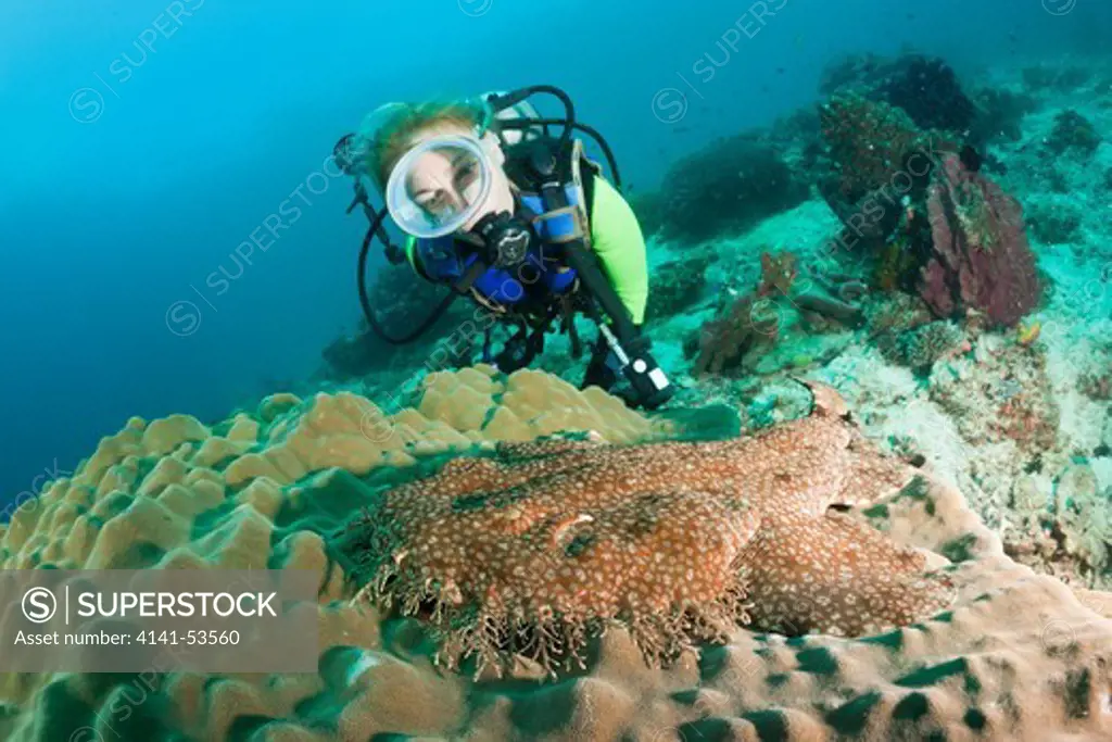 Scuba Diver And Tasselled Wobbegong, Eucrossorhinchus Dasypogon, Raja Ampat, West Papua, Indonesia