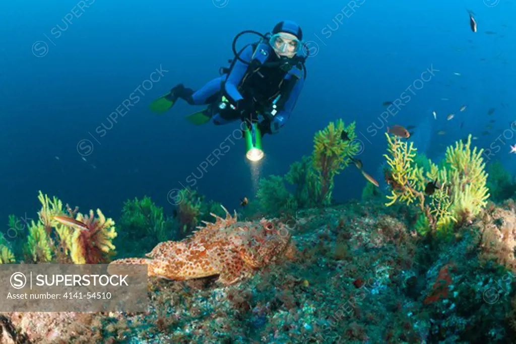 Diver And Great Rockfish, Scorpaena Scrofa, Tamariu, Costa Brava, Mediterranean Sea, Spain