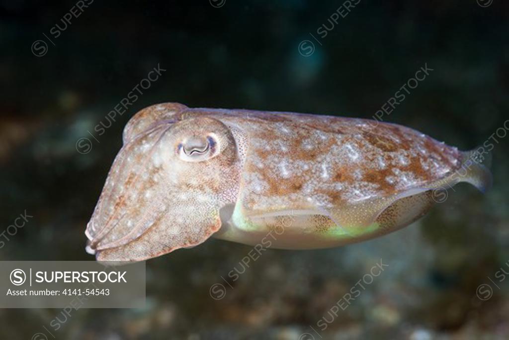 Common European Cuttlefish Sepia Officinalis Generally Stock Photo  429008602