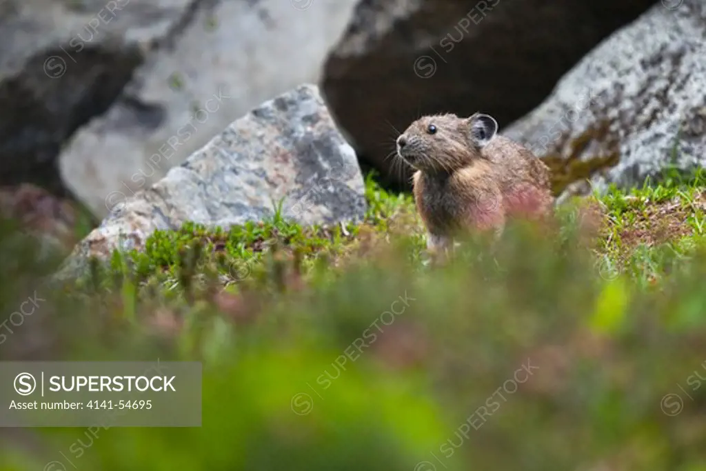 American Pika (Ochotona Princeps) (Aka Coney Or Rock Rabbit) Feeding In A Subalpine Meadow Adjacent To A Talus Slope On The Shore Of Melakwa Lake, Mt. Baker-Snoqualmie National Forest, Washington State, Usa,  August