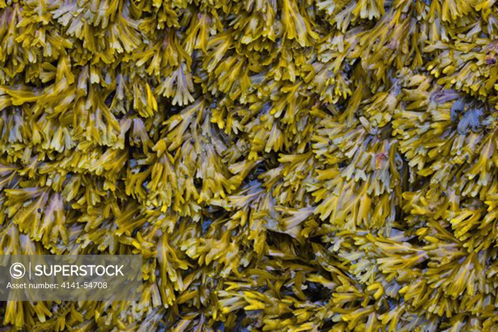 Rockweed (Fucus Gardneri) (Aka Bladderwrack And Popweed) (Aka Fucus Distichus) Covering Rocks Exposed At Low Tide At Point Of Arches, Olympic National Park, Washington State, Usa, June, Point_Of_Arches-64