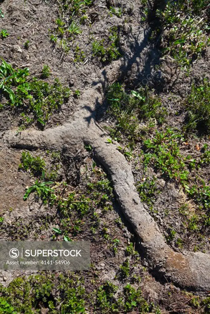 Soil Was Pushed Into Snow Tunnels During The Winter, Now Melted, Leaving This Cast Of The Tunnel, Made By Northern Pocket Gopher (Thomomys Talpoides), In A High Subalpine Meadow At Snowgrass Flats, Goat Rocks Wilderness, Gifford Pinchot National Forest, Cascade Mountains, Washington State, Usa, September