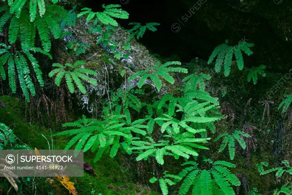 Aleutian Maidenhair (Aka Western Maidenhair) (Adiantum Aleutian) In A Moist Area Sheltered By Cliffs In The Staircase Area Of The North Fork Skokomish River Of Olympic National Park, Washington State, Usa