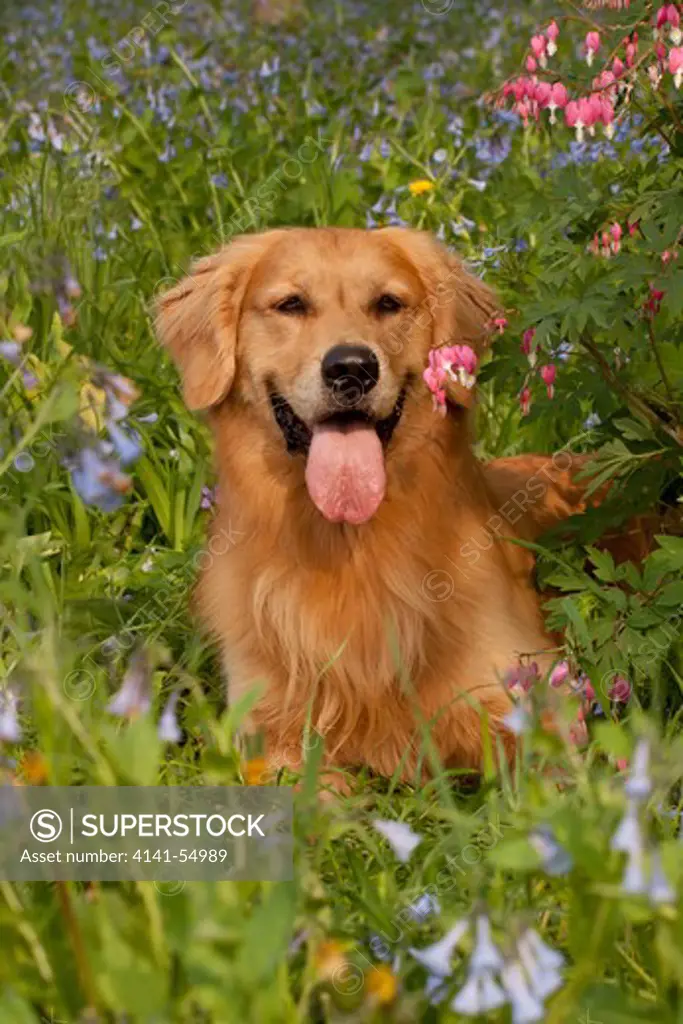 Male Golden Retriever In Virginia Bluebells And Bleeding-Hearts; Rockton, Illinois, Usa (Sb)