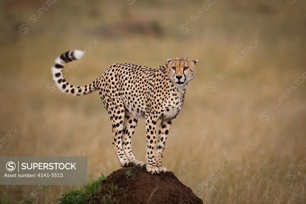 cheetah, acinonyx jubatus; masai mara, kenya.