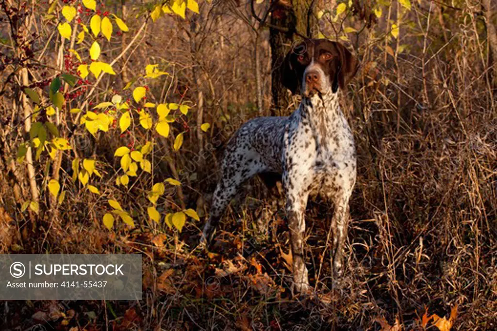 Yellow german sales shorthaired pointer