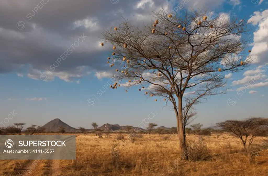 tree with weaver nests next to track; samburu national reserve, kenya.