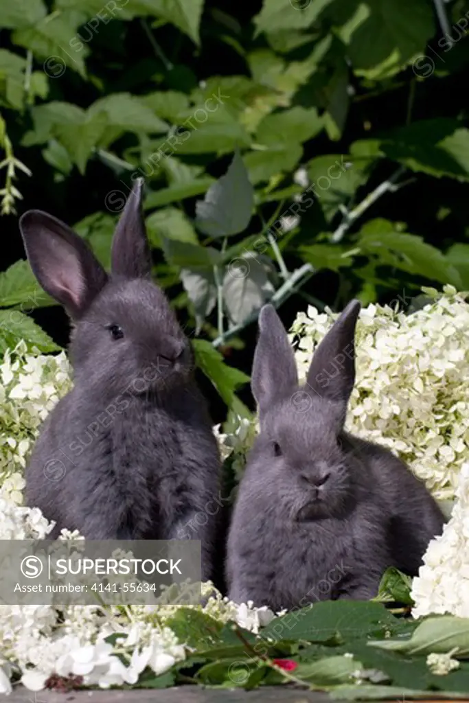 Two Baby Blue New Zealand (Breed) Rabbits (Bunnies) Huddled In White Blossoms And Green Leaves; Union, Illinois, Usa (As) Note: Crop Out Lower Part Of Picture