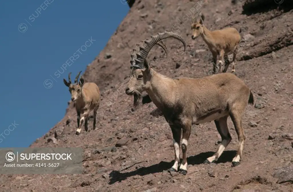 nubian ibex male capra ibex nubiana 