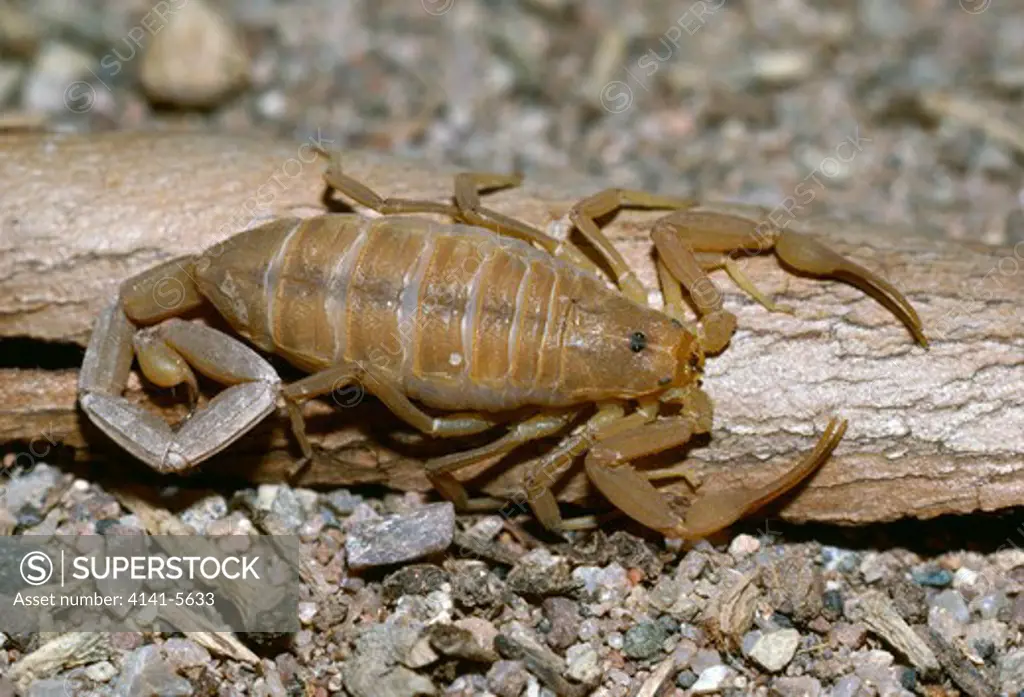 bark scorpion centruroides sculpturatus arizona, south western, usa 