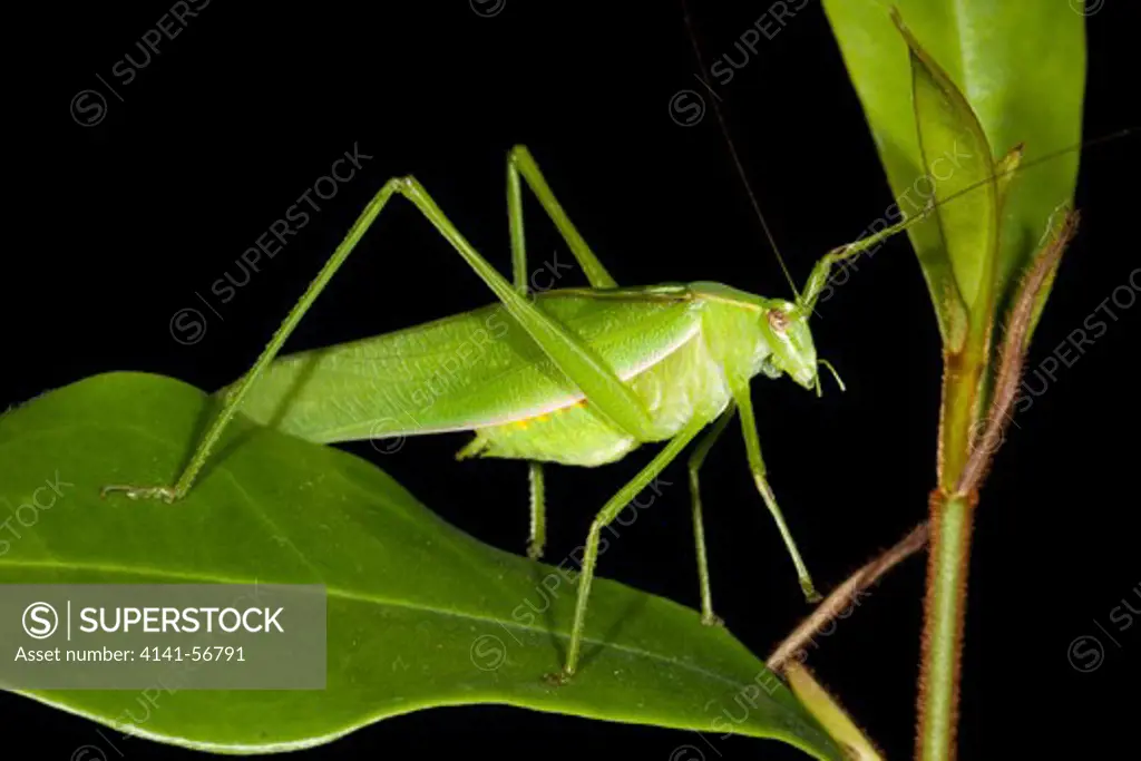 Common Garden Katydid (Caedicia Simplex) On Leaf. November 2009. Hopkins Creek. New South Wales. Australia.