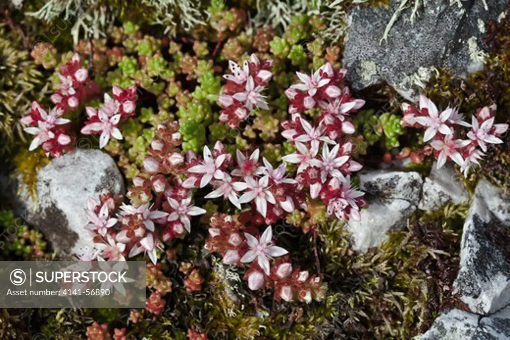 English Stonecrop, Sedum Anglicum, Skye