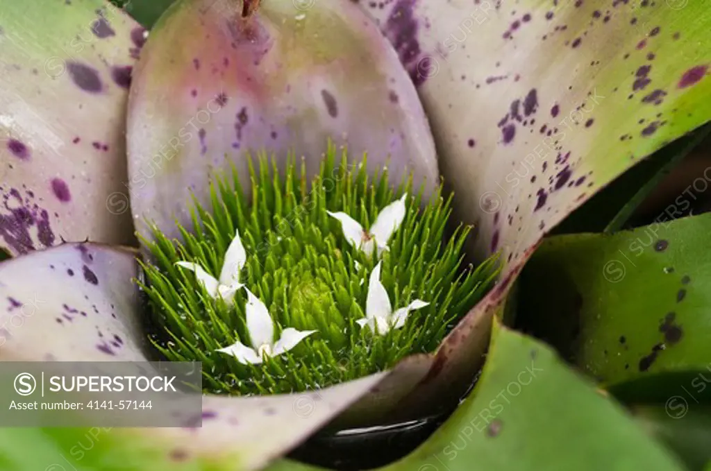 Neoregelia Concentrica