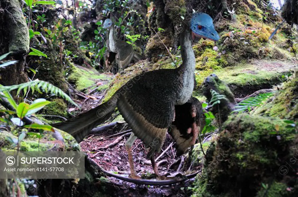 Digital Composite Of A Male Archaeopteryx Litographica, An Early Bird From The Jurassic Period Related To Coelurosaurs, Hunting On The Ground In What Is Today Southern Germany