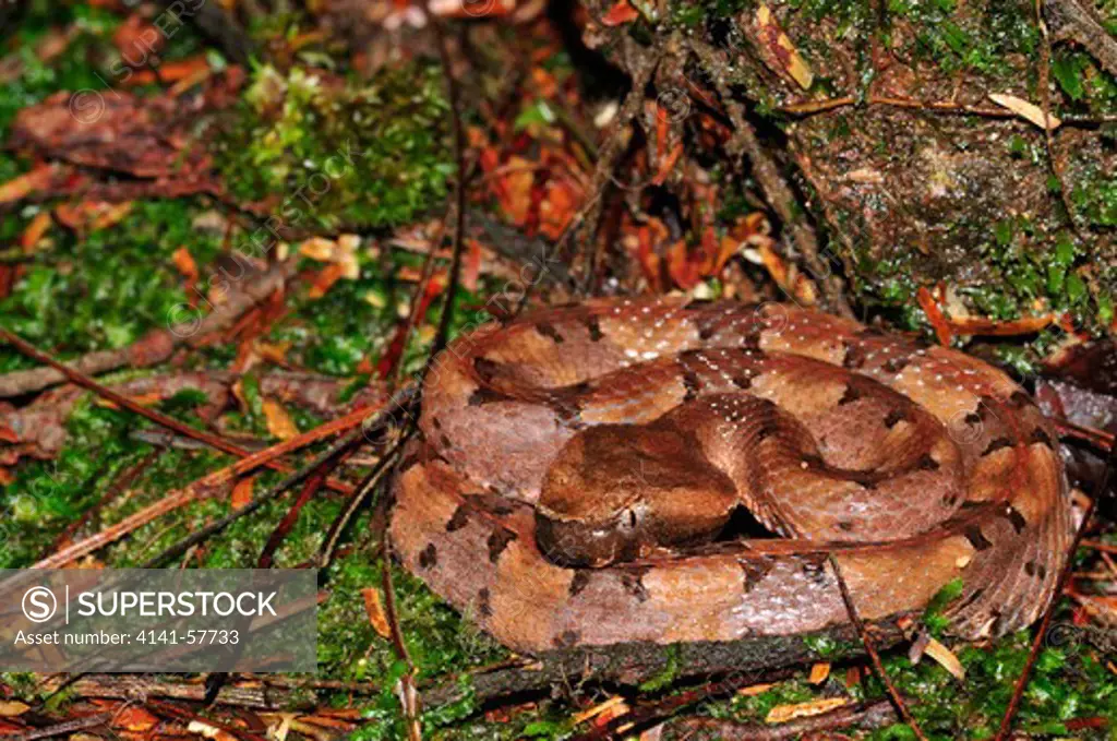 Hog-Nosed Pit Viper Porthidium Nasutum, Selva Verde Nature Reserve, Rio Sarapiqui Region, Heredia, Costa Rica