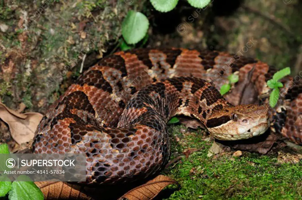 Jumping Viper Atropoides Picadoi, San José, Costa Rica