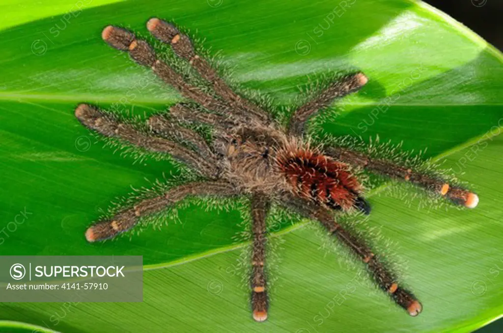 Pink-Toed Tarantula (Avicularia Avicularia), Yasuni National Park, The Amazon, Ecuador