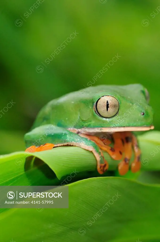 Tiger-Striped Leaf Frog Phyllomedusa Tomopterna, Yasuni National Park, The Amazon, Ecuador