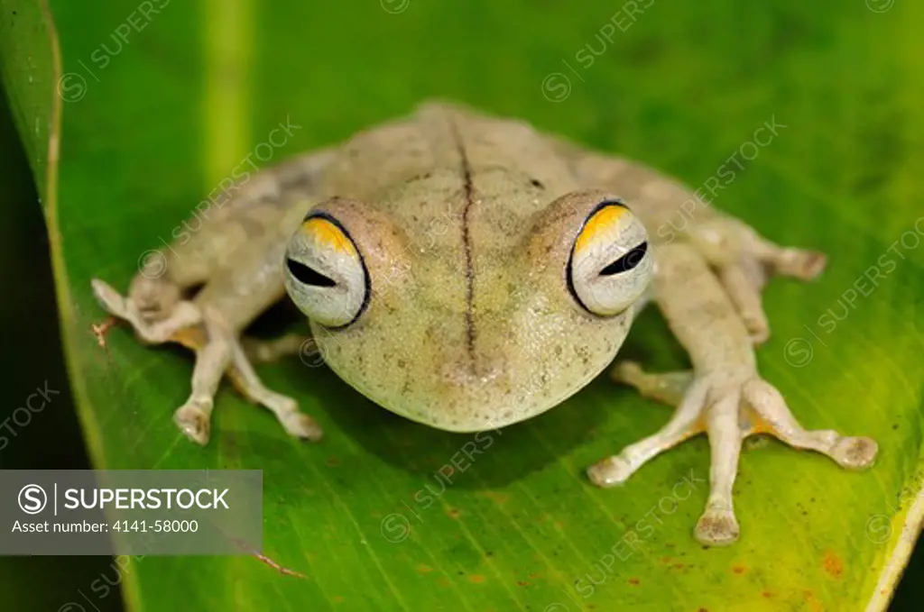 Convict Tree Frog Hypsiboas Calcaratus, Yasuni National Park, The Amazon, Ecuador