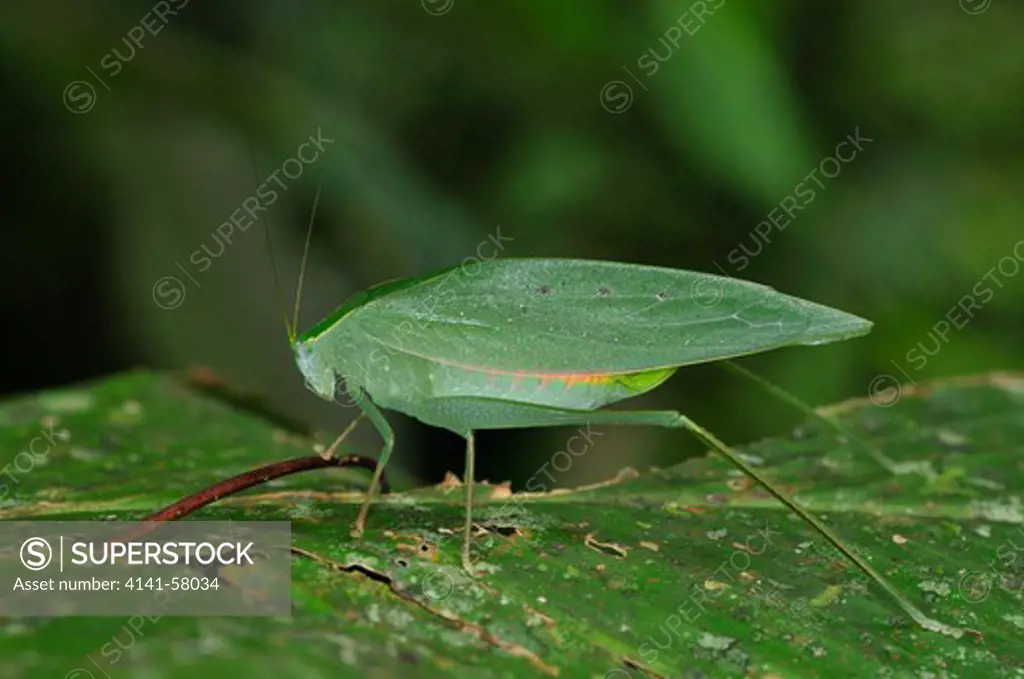 Leaf-Mimic Katydid (Tettigoniidae), Yasuni National Park, The Amazon, Ecuador